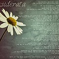 Desiderata with Daisy